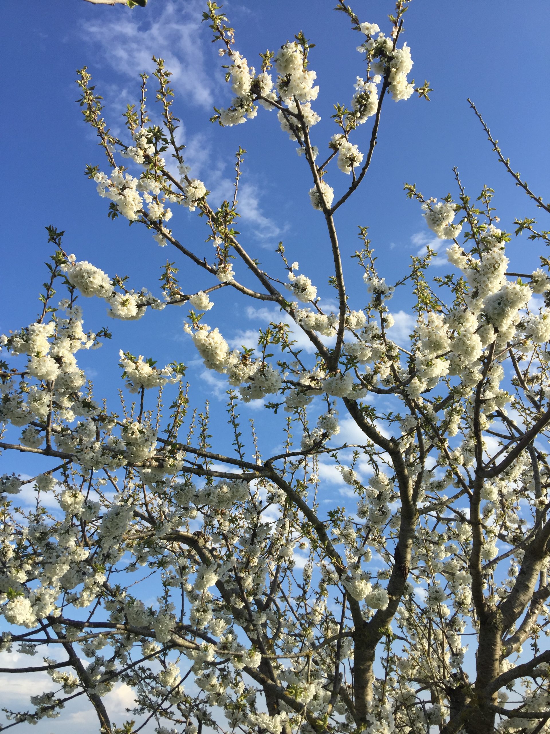 Auguri di buona Pasqua